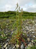 Rumex aquaticus. Цветущее растение. Полярный Урал, берег Кечпеля. 20.07.2011.