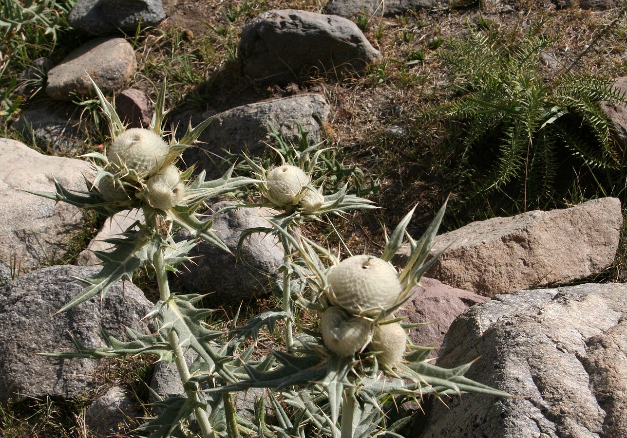 Image of Cirsium turkestanicum specimen.