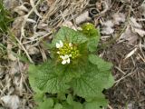 Alliaria petiolata