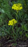 Erysimum cuspidatum