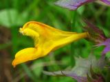 Melampyrum nemorosum. Цветок. Украина, Львовская обл., Бориславский горсовет, пгт Сходница, граница лиственного леса на склоне и луга. 11.08.2012.