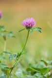 Trifolium pratense. Верхушка растения с соцветием. Карачаево-Черкесия, Зеленчукский р-н, Нижний Архыз. 26.10.2012.