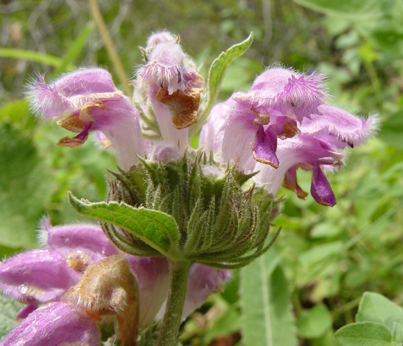 Изображение особи Phlomoides pratensis.