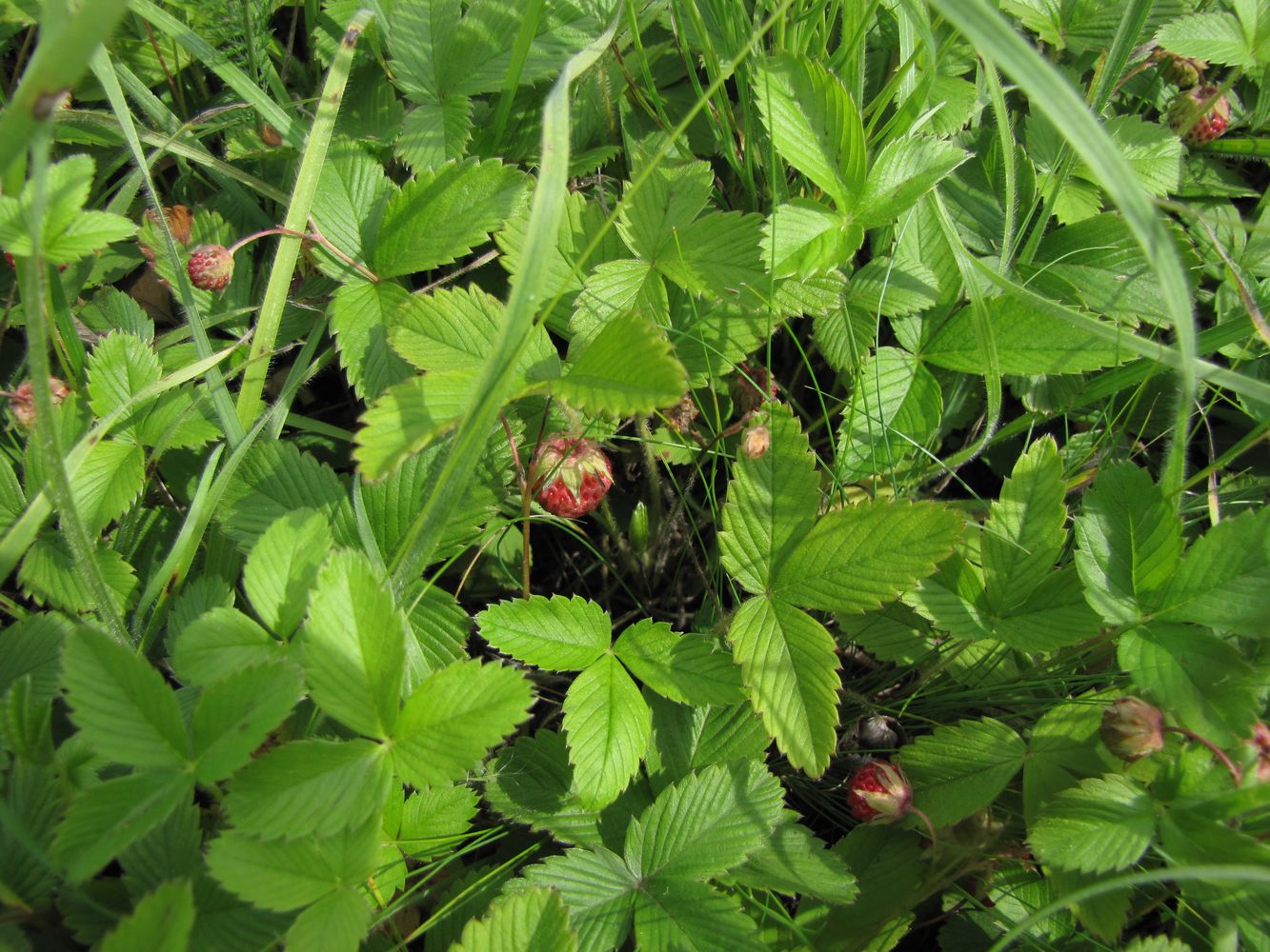 Изображение особи Fragaria viridis.