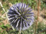 Echinops ruthenicus. Соцветие. Украина, Крым, Севастополь, пгт Любимовка, возвышенность в 100 м от моря. 06.07.2013.