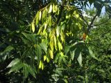 Fraxinus excelsior