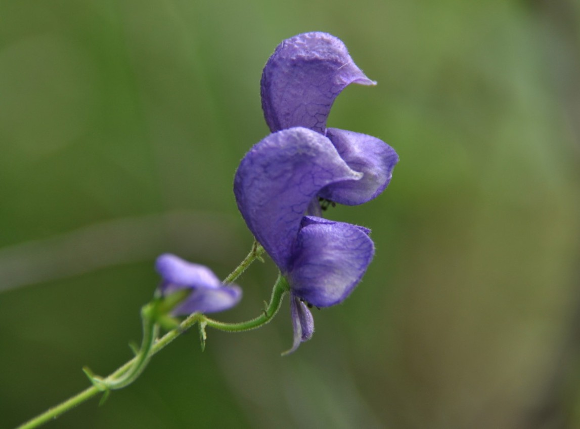 Изображение особи Aconitum ambiguum.