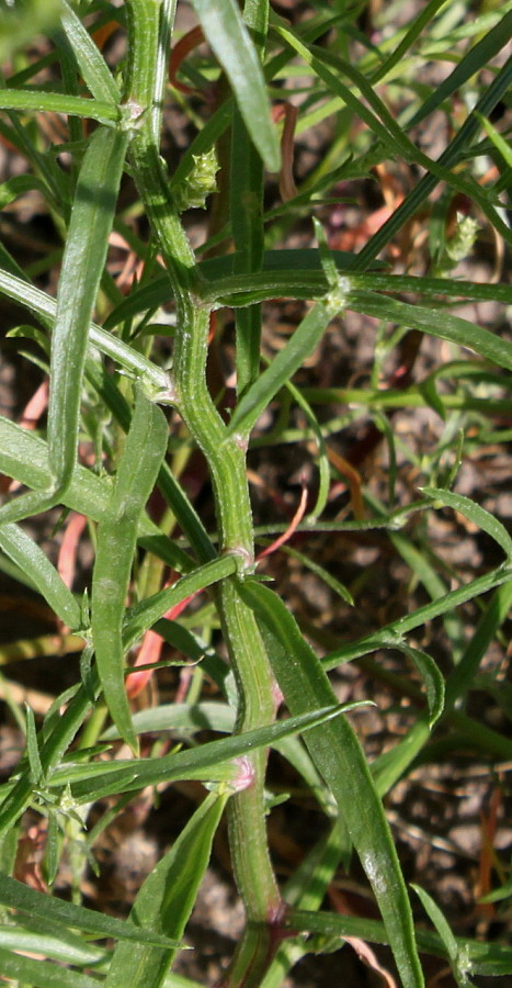 Изображение особи Corispermum hybridum.