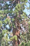 Sequoiadendron giganteum. Средняя часть ствола и отходящими от него ветвями. Крым, Ялтинский горсовет, пгт Ливадия, в культуре. 4 августа 2013 г.