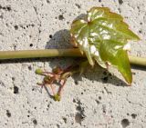 Parthenocissus tricuspidata