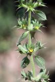 Sideritis montana