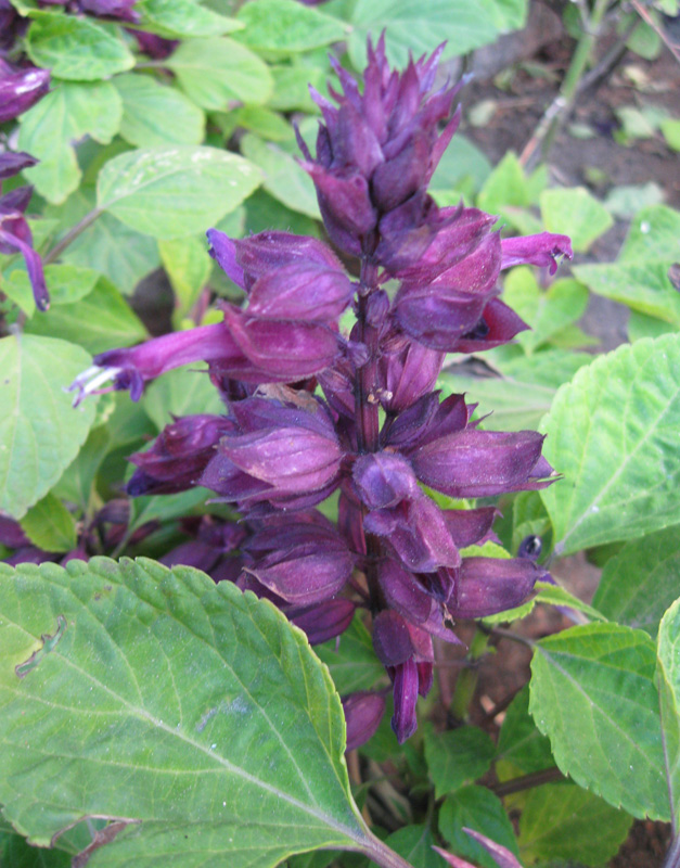 Изображение особи Salvia splendens.