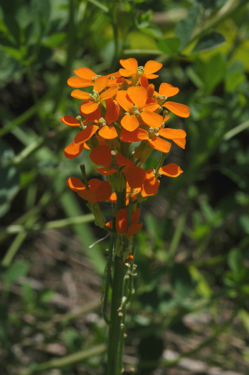 Изображение особи Erysimum croceum.