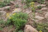 Bupleurum scorzonerifolium. Цветущие растения на степном склоне. Бурятия, окр. Улан-Удэ. 25.07.2009.