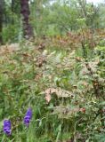 Aconitum volubile