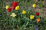 Tulipa suaveolens. Цветущие растения. Крым, Керченский п-ов, окр. оз. Узунлар. 20.04.2015.