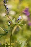 Delphinium flexuosum