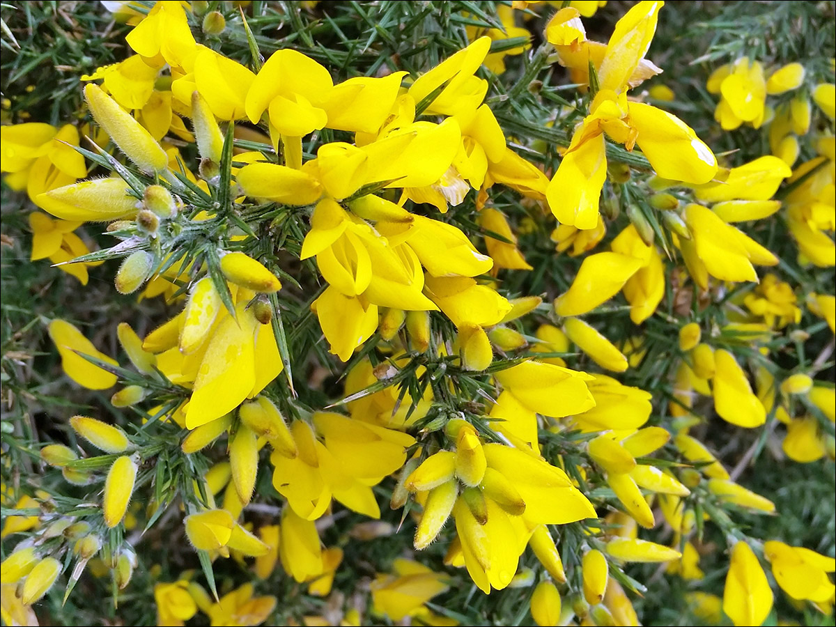 Изображение особи Ulex europaea.