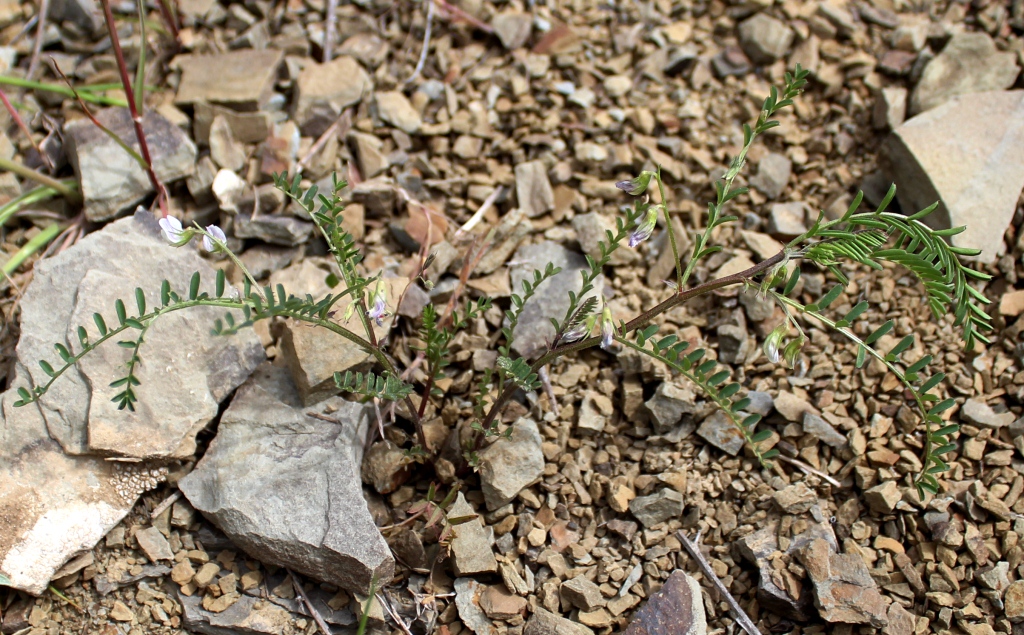 Image of Vicia ervilia specimen.