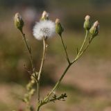 Senecio viscosus. Верхушка растения с соплодиями. Ленинградская обл., побережье в окр. ст. Бронка, песчаный пляж. 08.08.2009.