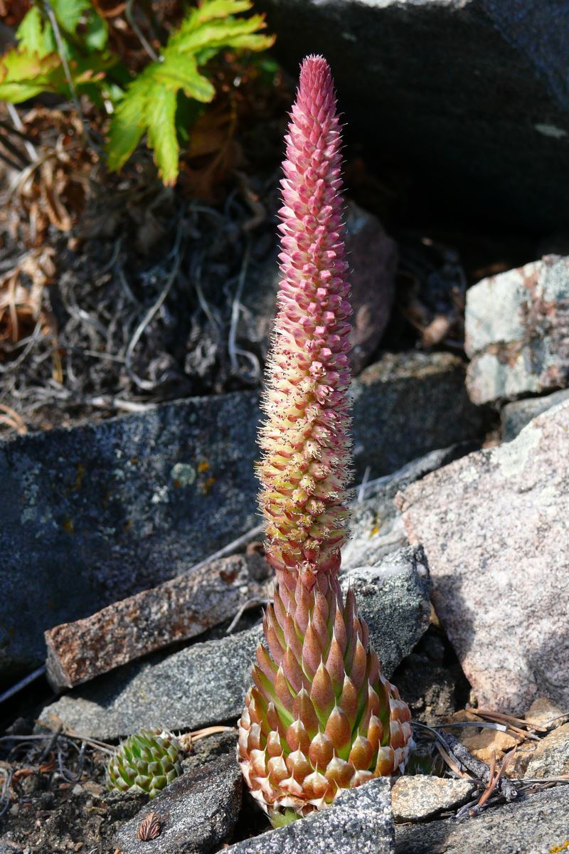 Изображение особи Orostachys spinosa.