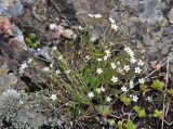 Minuartia oreina