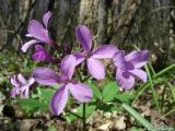 Cardamine quinquefolia. Соцветие. Крым, Байдарская долина, окр. с. Тыловое. 02.04.2010.