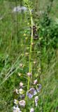 Verbascum phoeniceum