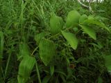 Polygonatum odoratum