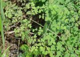 Thalictrum foetidum. Лист. Иркутская обл., Черемховский р-н, окр. с. Узкий Луг, высокий берег р. Белая, луг. 24.07.2016.