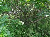 Sorbus sambucifolia. Стволы и скелетные ветви. Курильские о-ва, о-в Кунашир, окр. дачного пос. Третьяково, разнотравный луг на приморской террасе. 16 июля 2017 г.