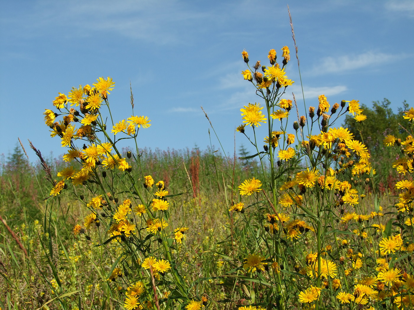 Изображение особи Hieracium umbellatum.