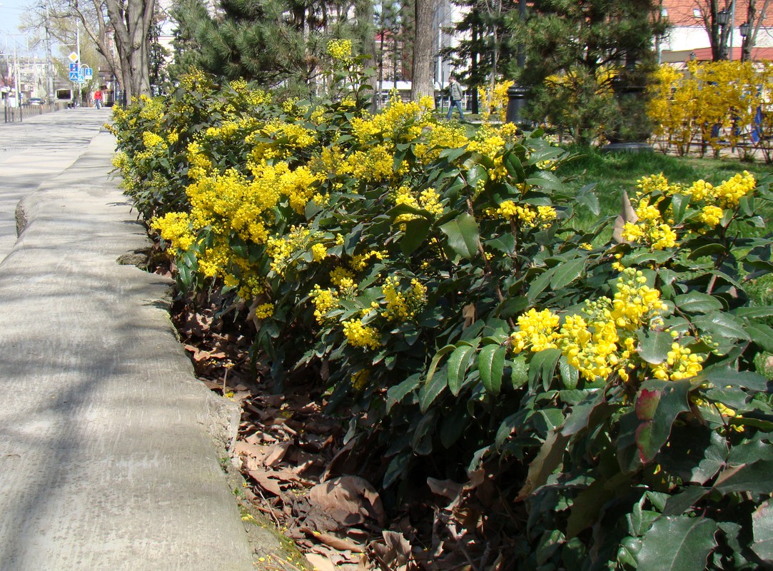 Изображение особи Mahonia aquifolium.