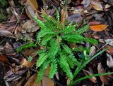 Lindsaea lucida. Взрослые растения. Малайзия, штат Саравак, национальный парк Бако; о-в Калимантан, влажный тропический лес. 10.05.2017.