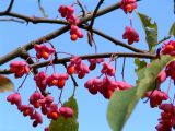 Euonymus europaeus