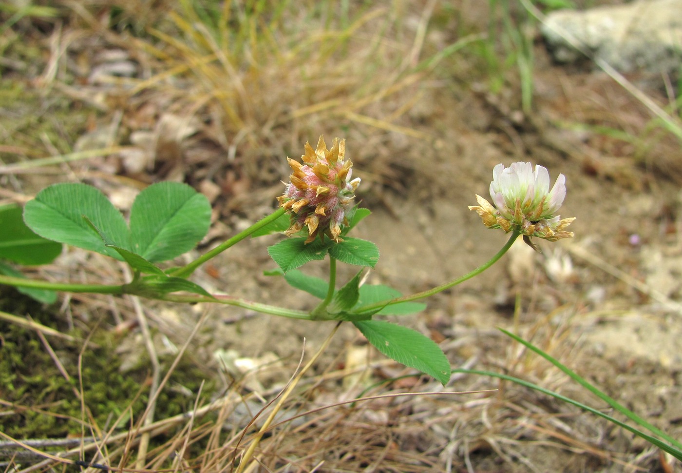 Изображение особи Trifolium tumens.