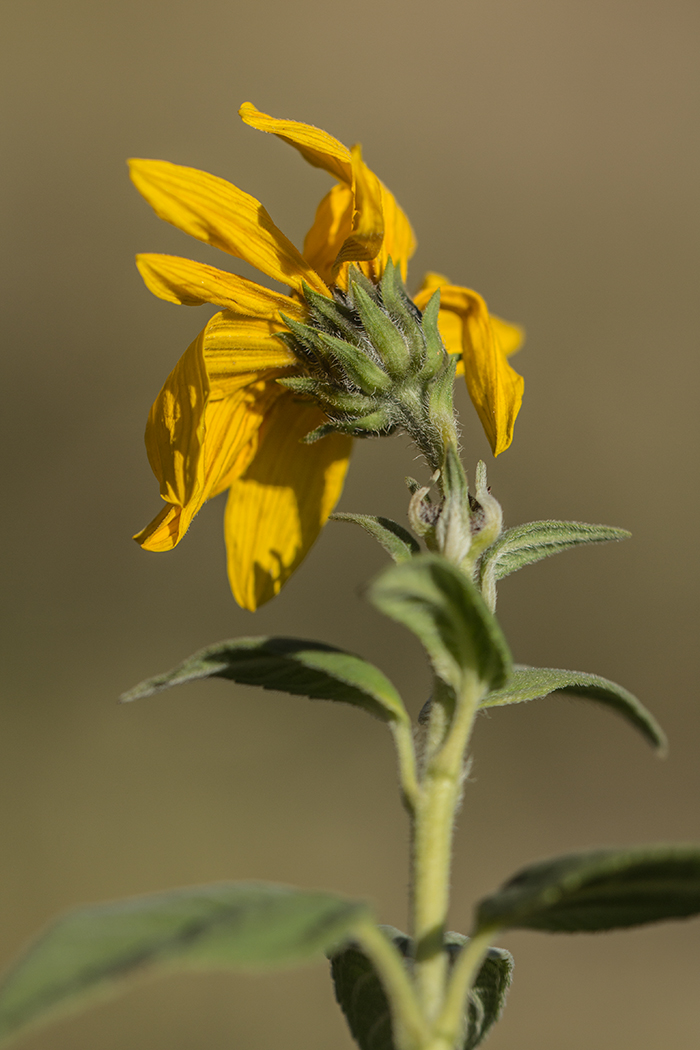 Изображение особи Helianthus tuberosus.