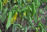 Uvularia grandiflora