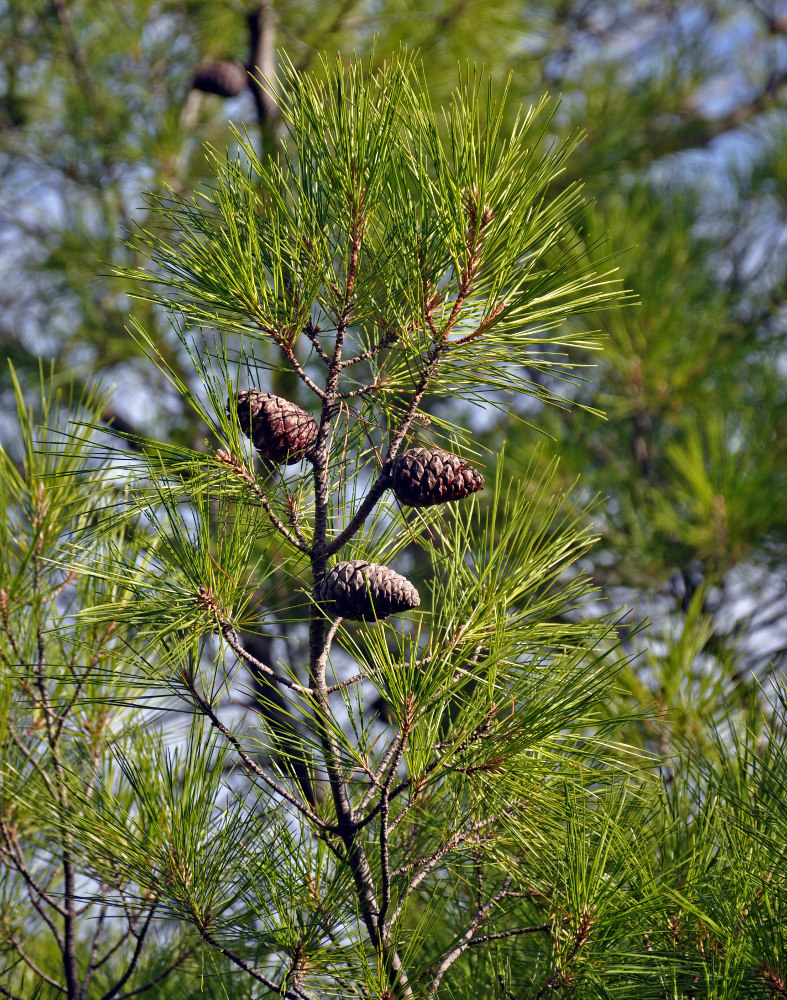 Изображение особи Pinus brutia.