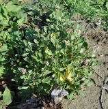 Cakile maritima ssp. integrifolia