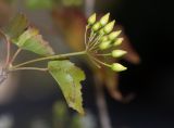 Dombeya kirkii