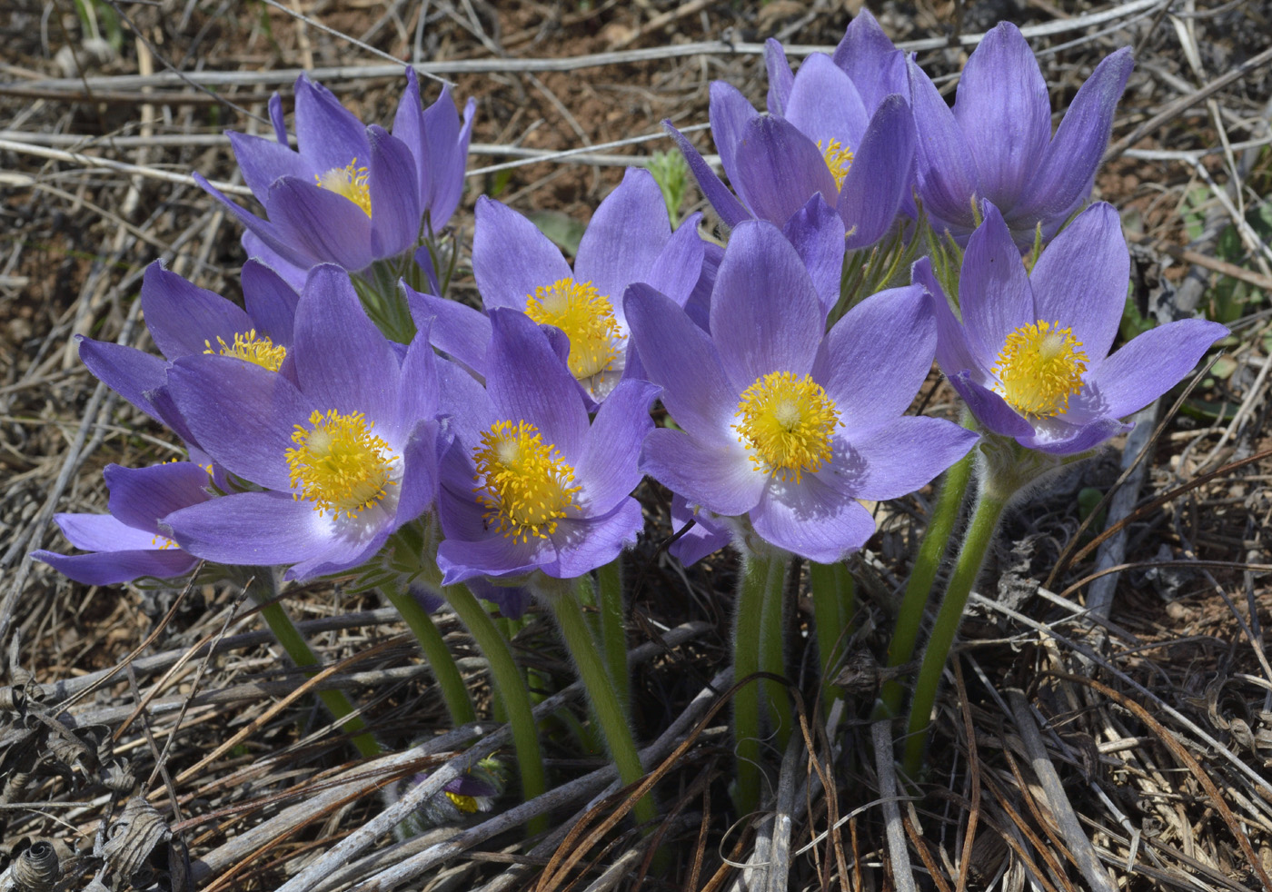 Изображение особи Pulsatilla patens.