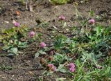 Trifolium pratense