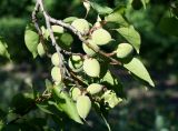 Armeniaca vulgaris. Верхушка ветки с веточками и незрелыми плодами. Ростовская обл., г. Каменск-Шахтинский, участок по ул. Спортивная. 11.05.2013.