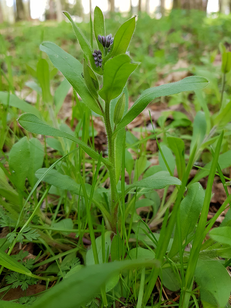 Изображение особи Myosotis sylvatica.