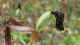 Cypripedium macranthos. Верхушка побега с завязавшимся плодом-коробочкой. Камчатский край, Елизовский район, природный парк \"Вулканы Камчатки\", кордон Центральный, начало ботанической экскурсионной тропы \"Сам себе ботаник\", каменноберёзовый лес на склоне сопки. 13.09.2010.