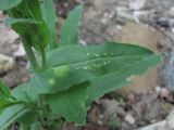 Brassica campestris. Лист с поражениями (в т.ч. грибом Albugo candida). Краснодарский край, Абинский р-н, окр. пос. Новый, обочина автодороги. 19.04.2020.