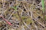 Leptodictyum riparium. Вегетирующие растения на лугу, освободившемся из-под двухнедельной верховодки. Алтайский край, Благовещенский р-н, окр. пос. Степное Озеро, около старой тополёвой лесополосы. 07.05.2021.