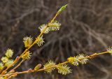 Salix vinogradovii. Верхушка веточки с соцветиями. Челябинская обл., Троицкий р-н, Кособродское сельское поселение, окр. с. Подгорное, долина р. Уй, степь. 2 мая 2021 г.