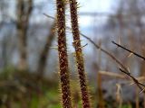 Rosa amblyotis. Стебли; видны игольчатые шипы. Камчатский край, Елизовский р-н, природный парк \"Вулканы Камчатки\", кордон Пиначевский. 24.05.2008.